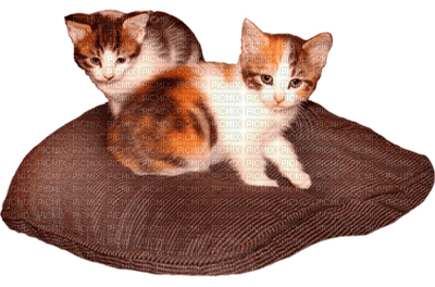 kittens bp - darmowe png