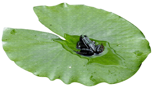Lotus leaf - nemokama png