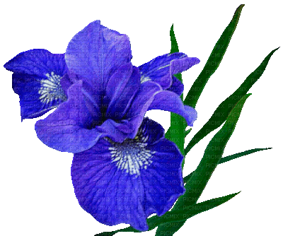 Y.A.M._Summer Flowers Decor - Gratis geanimeerde GIF