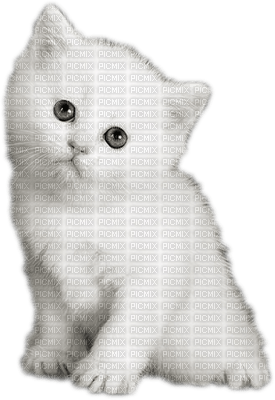 gato by EstrellaCristal - png gratis