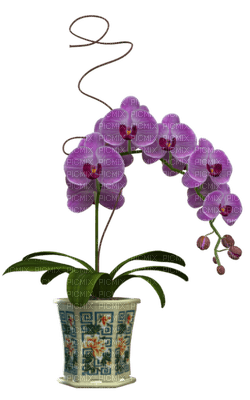 orquidea - kostenlos png
