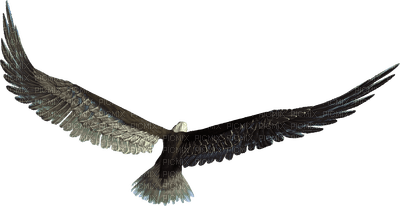 birds anastasia - PNG gratuit