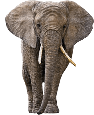 Elefant - gratis png