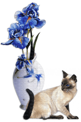 Kaz_Creations Deco  Flowers Flower Colours Vase  Plant Cat Kitten - ücretsiz png