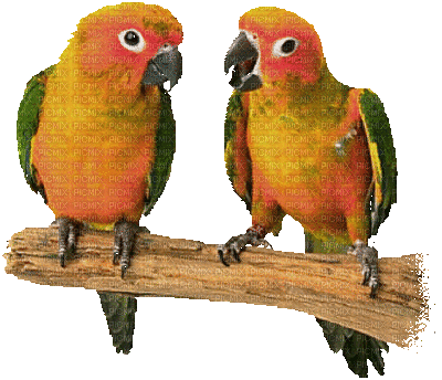 Kaz_Creations Birds Bird Parrots - Ingyenes animált GIF