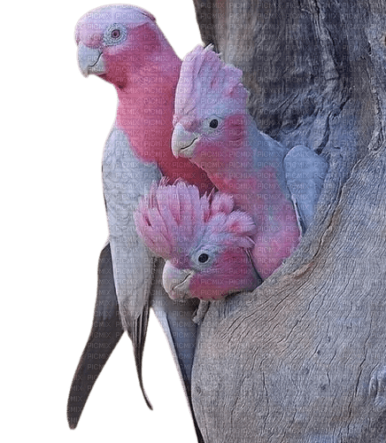 pajaro rosa - δωρεάν png