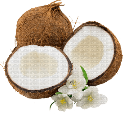 Coconut - Free PNG