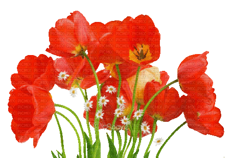 soave deco flowers poppy animated field spring - GIF animate gratis