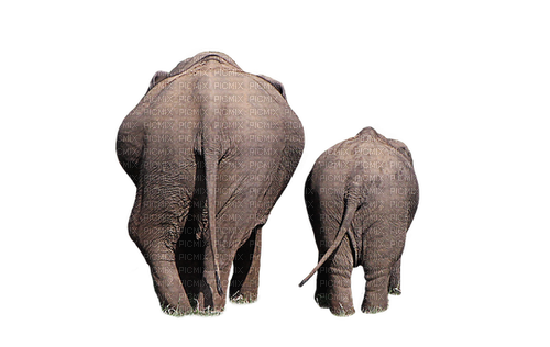Elefanten - png ฟรี