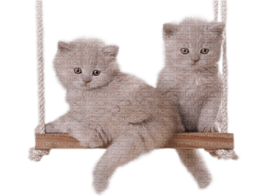 chats balançoire - gratis png
