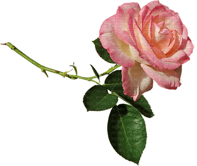 ruusu, fleur, flower - фрее пнг