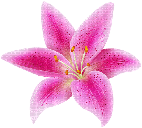 pink lily Bb2 - png gratis