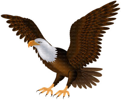 eagle - zdarma png