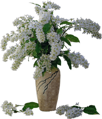 fiori bianchi-vita blommor-white flowers-fleurs blanches-minou52 - gratis png