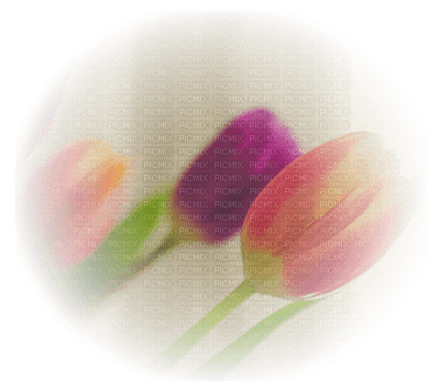tulipe.Cheyenne63 - gratis png