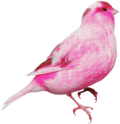 Kaz_Creations Rose Pink Deco Scrap Bird Birds - png grátis