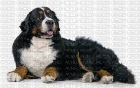 tube animaux chien - png gratis