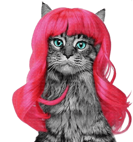 Cat in Neon Pink Wig - PNG gratuit