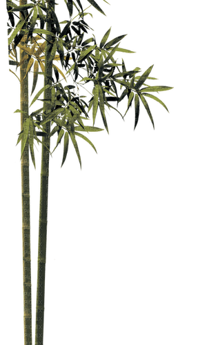 Plants.Bambou.bamboo.Victoriabea - 免费PNG