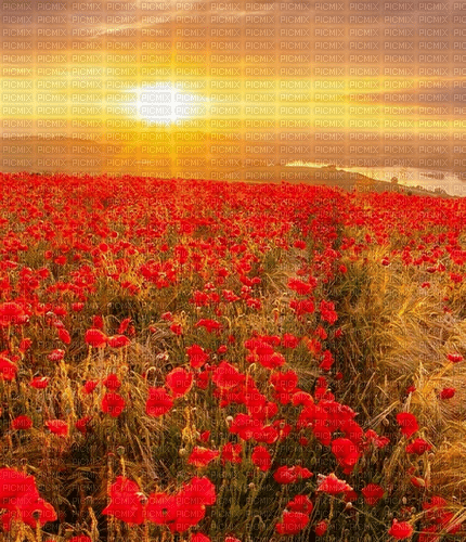 Rena Poppy Hintergrund Mohnblumen - besplatni png