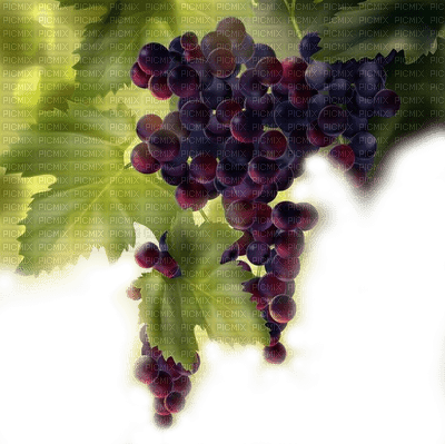 autumn automne herbst landscape background fond paysage landschaft image tube  overlay grapes leaves - Free PNG