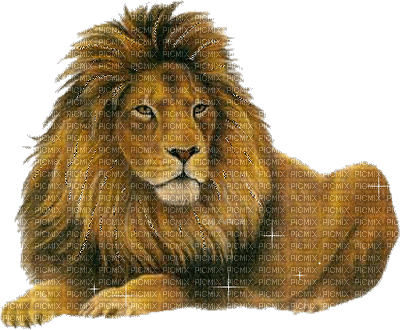 lion HD - Gratis animerad GIF