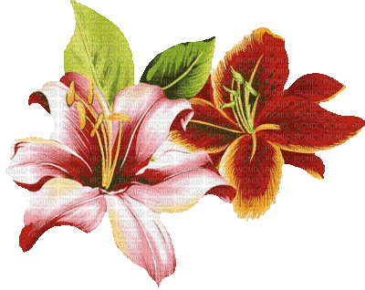 fleur rouge.Cheyenne63 - GIF animado grátis
