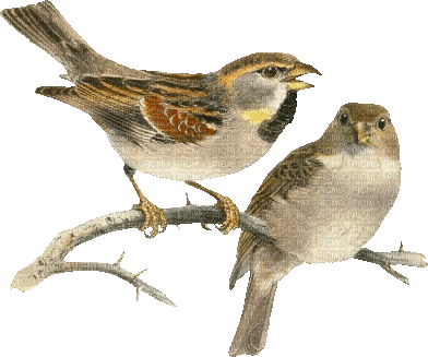 oiseau bird - Nemokamas animacinis gif