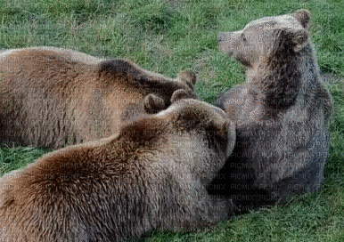 European bear, Euroopan karhu - Bezmaksas animēts GIF