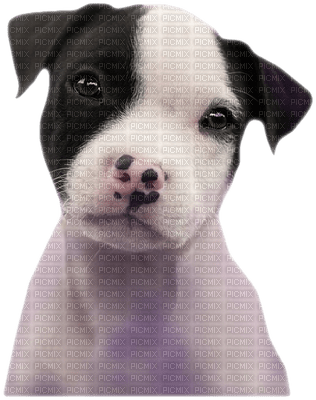 dog chien hund animal animaux mignon tube hunde dogs chiens animals - zdarma png