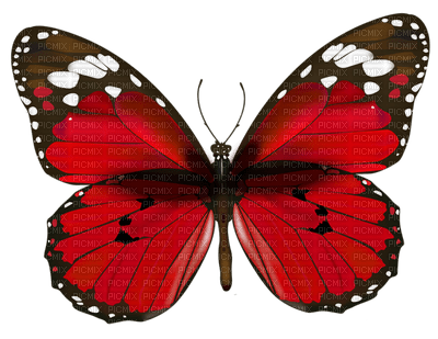 red butterfly papillon rouge - zdarma png