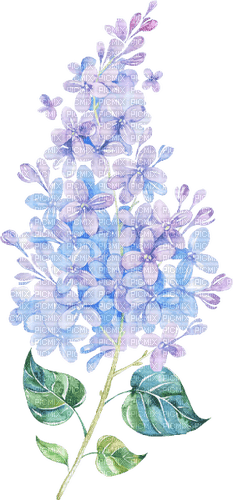 Lilacs Bb2 - png ฟรี