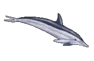 dolphin-Nitsa - Nemokamas animacinis gif