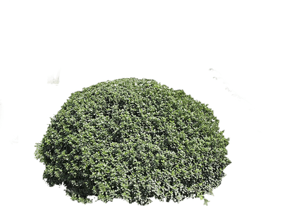 plants katrin - png grátis