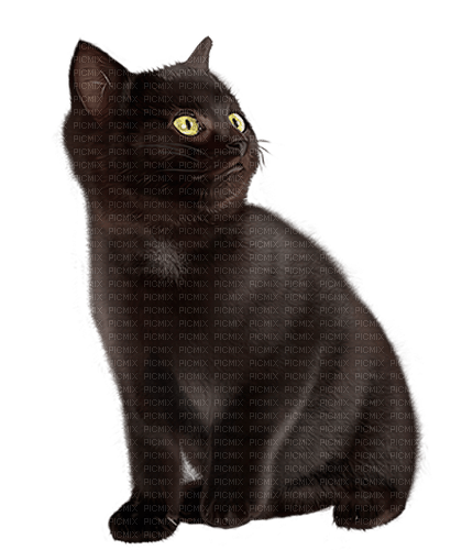 black cat by nataliplus - darmowe png
