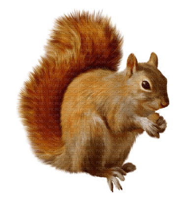Kaz_Creations Animals-Squirrel - 無料png