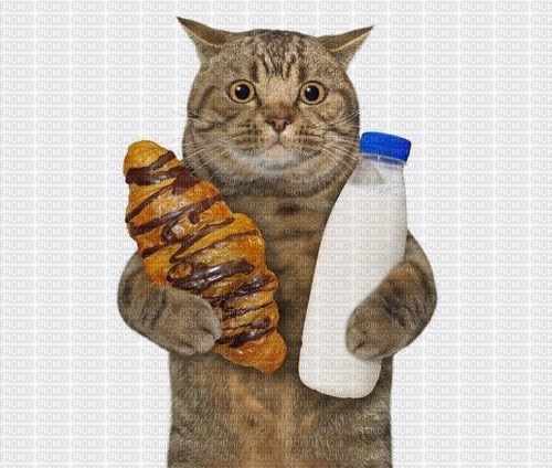 gatto con il cibo - besplatni png