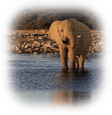 elefante - PNG gratuit