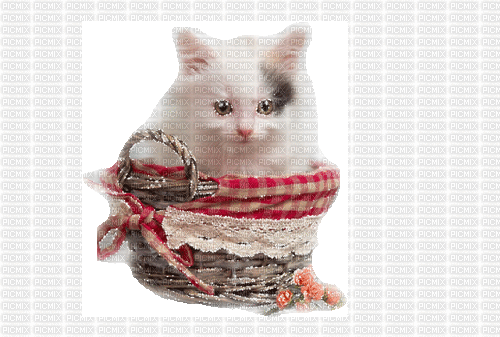 cat schlappi50 - 無料のアニメーション GIF
