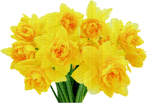 Daffodil Bouquet - GIF animate gratis