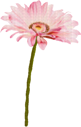 Flower.Yellow.Pink.Animated - KittyKatLuv - Δωρεάν κινούμενο GIF