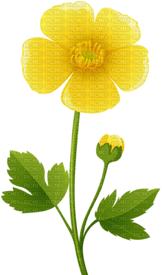 yellow flower - ücretsiz png