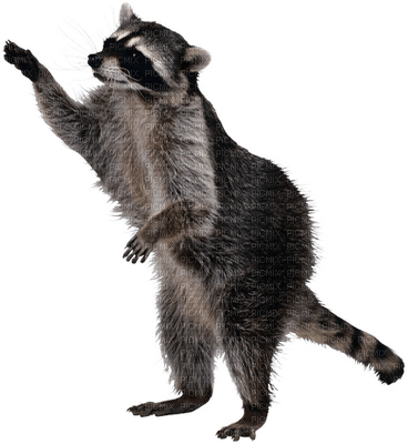raccoon bp - безплатен png