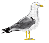 gull katrin - 免费动画 GIF