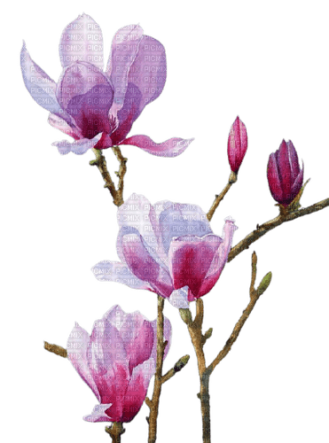kikkapink flowers pink summer spring - δωρεάν png