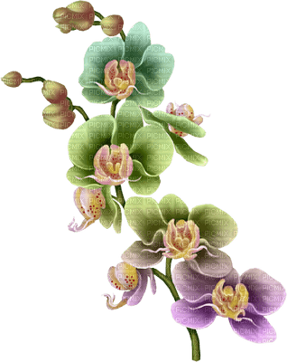 Flowers multicoloured bp - PNG gratuit