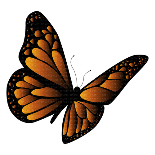 butterfly - PNG gratuit