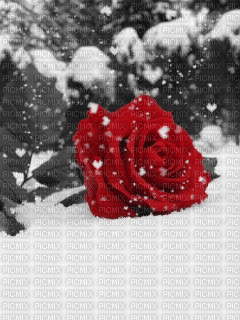 Rote Rose im Schnee - GIF animé gratuit