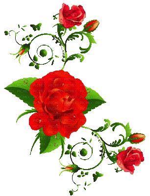 Red rose - Darmowy animowany GIF