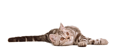 Katze chat cat - GIF animasi gratis